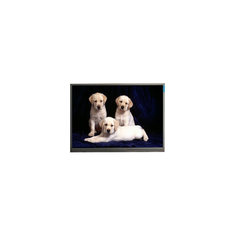 800*1280 F080A27-6T1 8,0 ιντσών TFT LCD οθόνη οθόνης