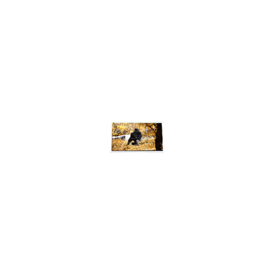 Καλή τιμή 5.0 ιντσών P50AN3AP02 600*234 240 cd/m2 οθόνη LCD σε απευθείας σύνδεση