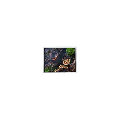 Καλή τιμή νέα 3,0 ιντσών 30WQF0H 240*400 5S1P WLED οθόνη LCD Μοντέλο σε απευθείας σύνδεση