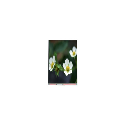Καλή τιμή PP055IA-09B 1440*2560 5,5 ιντσών 16.7M οθόνη LCD σε απευθείας σύνδεση