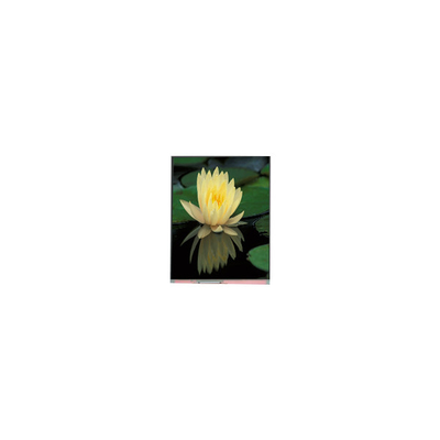 Καλή τιμή 1080*1920 PP060IC-01D 6.0 ιντσών 1000:1 LCD οθόνης σε απευθείας σύνδεση