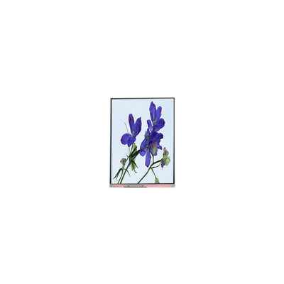 Καλή τιμή C061SWR2-0 6,1 ιντσών οθόνη LCD 600*1280 οθόνη LCD σε απευθείας σύνδεση